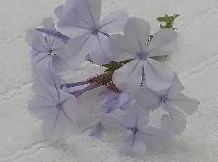 Otel Smy Bellevue Mykonos Mykonos Town